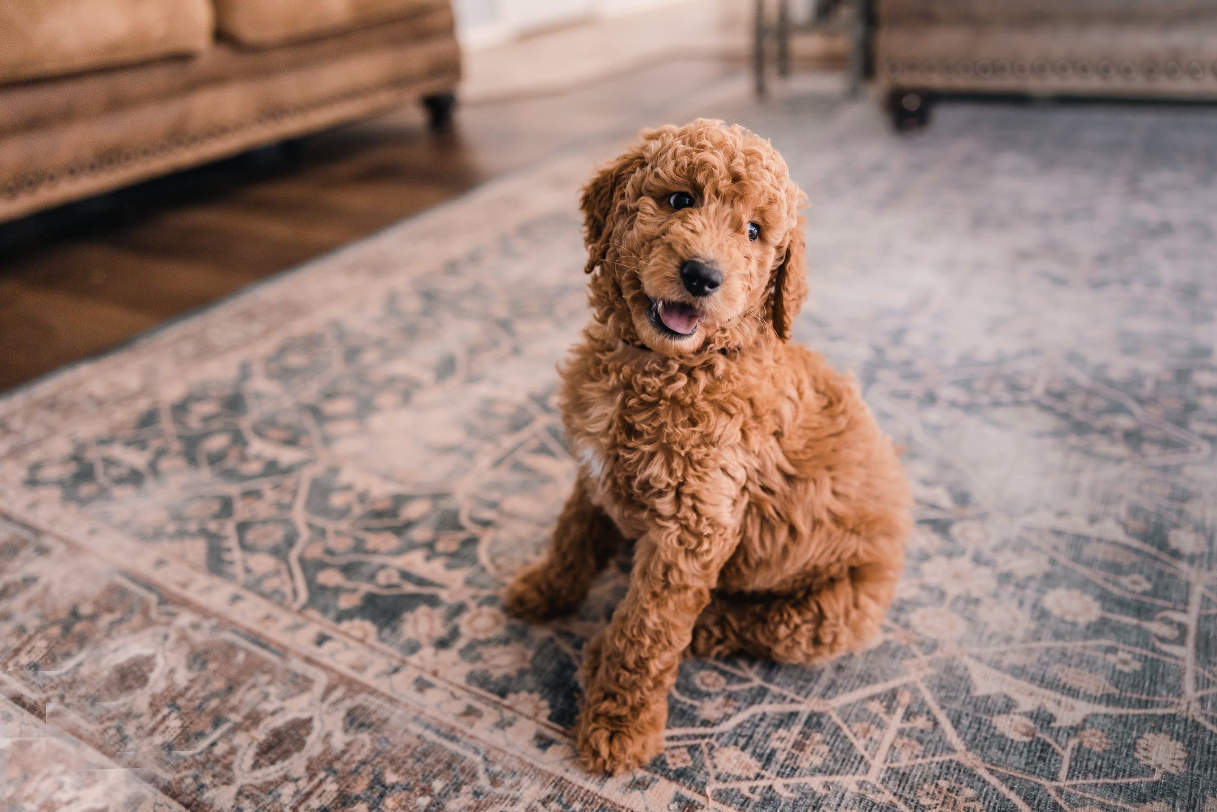 F1B Goldendoodle puppy from Purkey Puppies