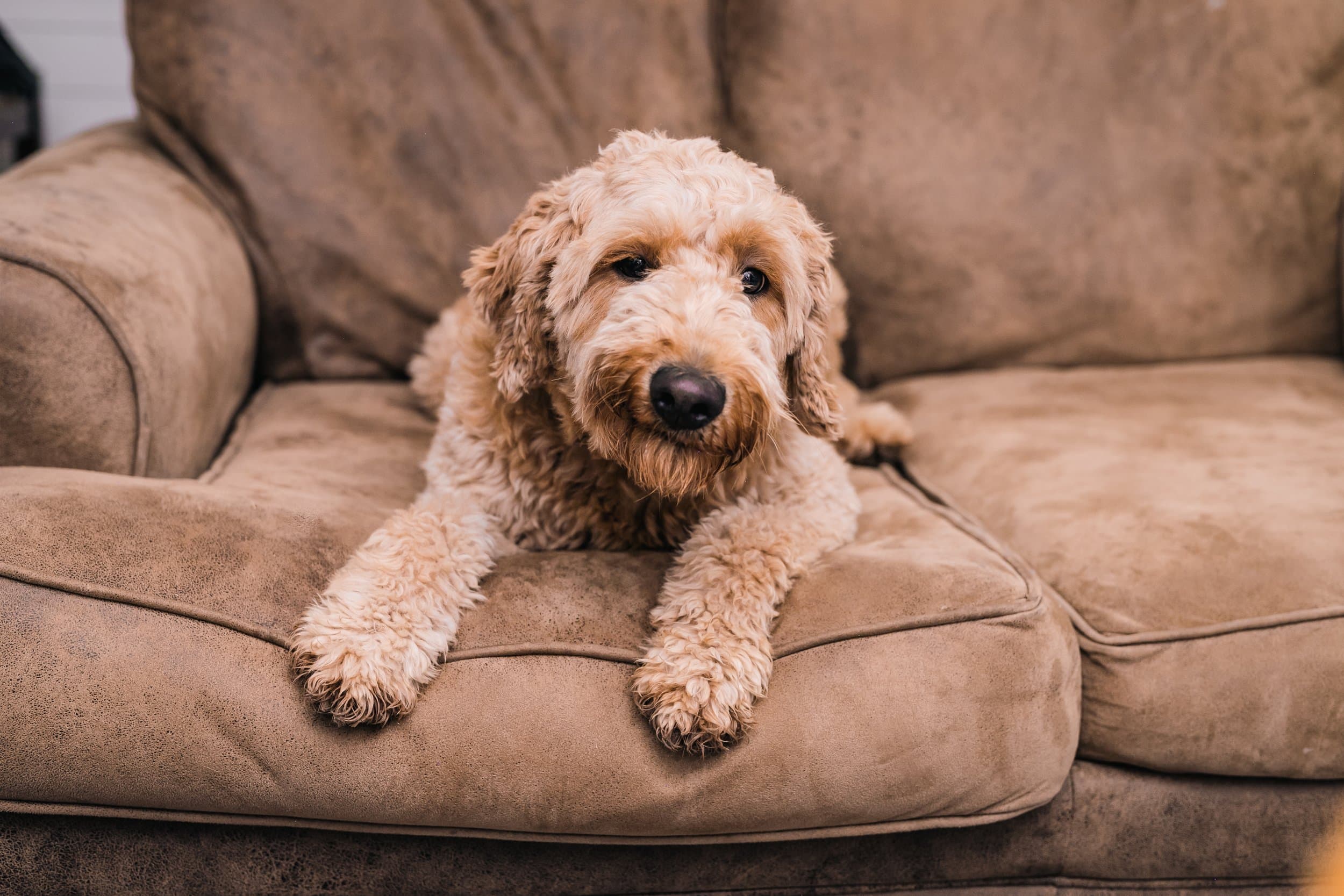 Mini Goldendoodle puppy from Purkey Puppies