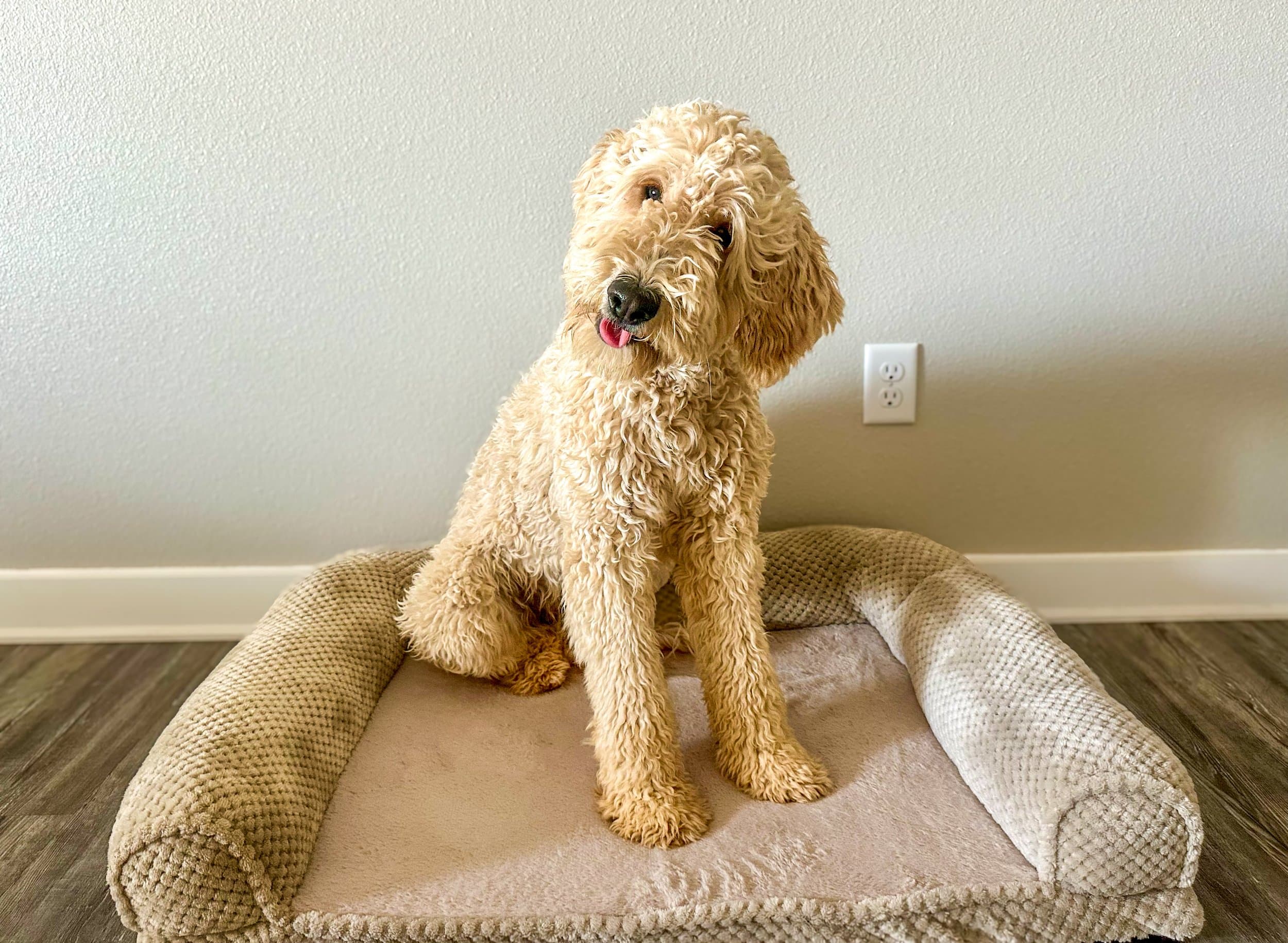 Peaches — Purkey Puppies Goldendoodle parent
