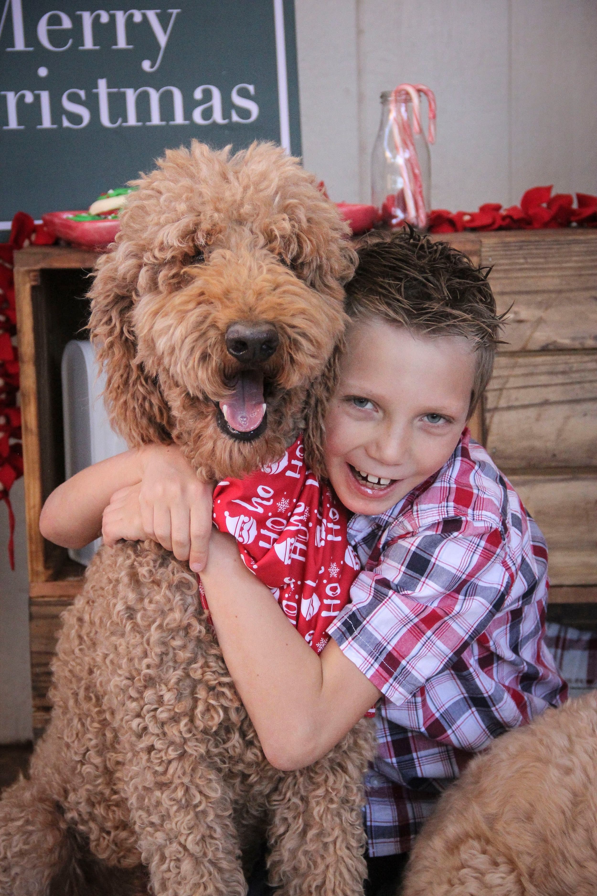 Purkey Puppies Goldendoodle with their new family