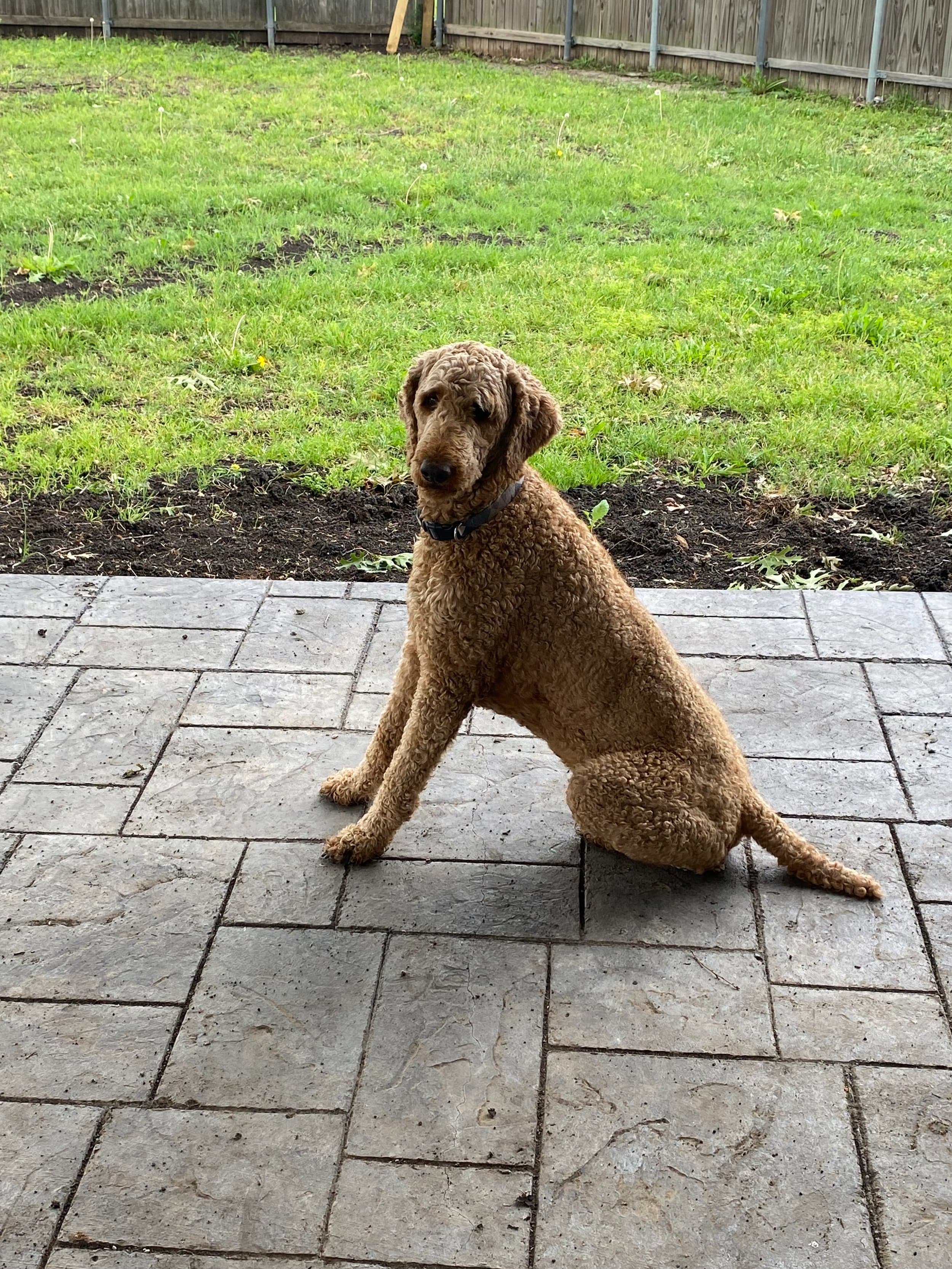 Standard Goldendoodle puppy from Purkey Puppies
