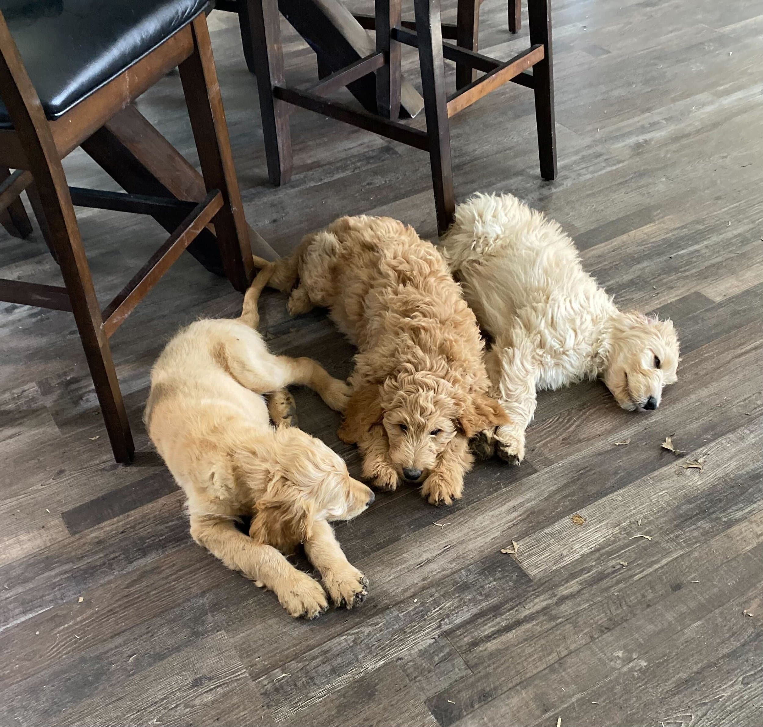 Three Goldendoodles resting together